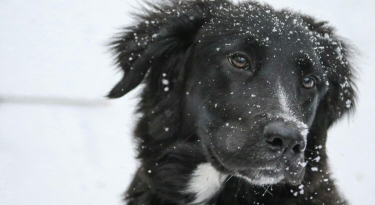 schwarzer Hund im Schnee